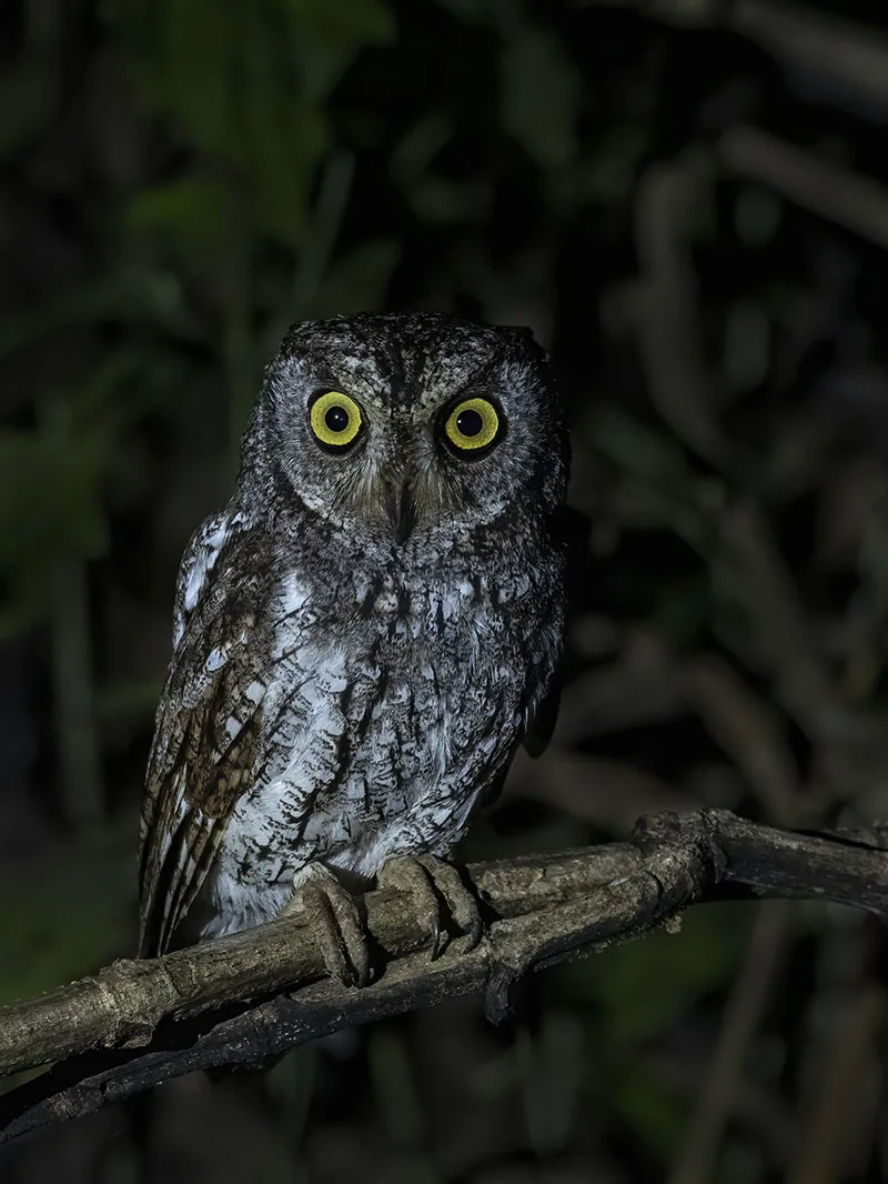 Oriental Scops-Owl