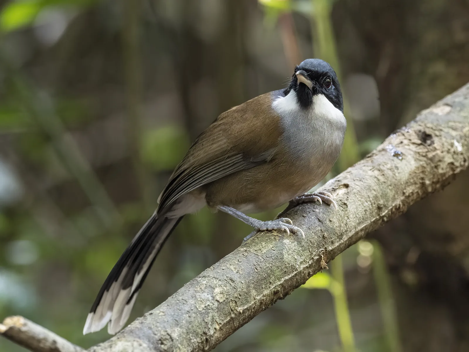White-cheeked Laughingthrush
