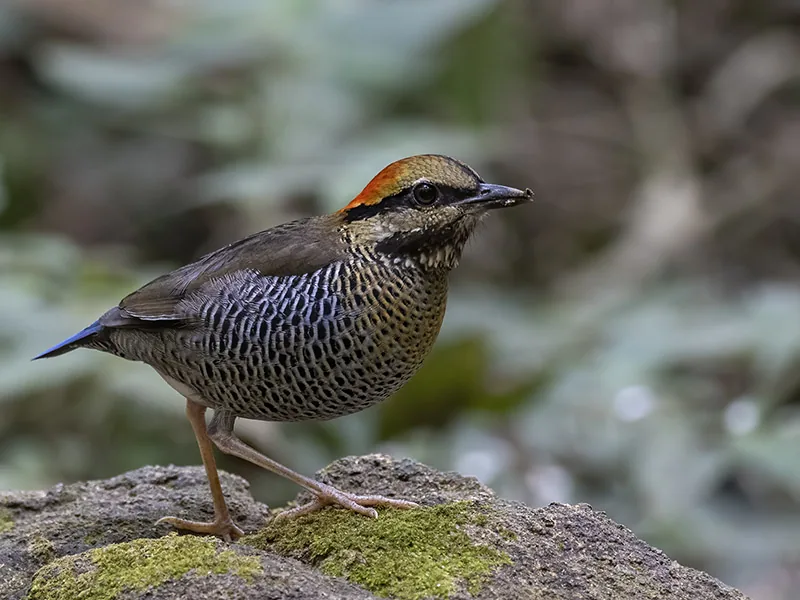 Blue Pitta