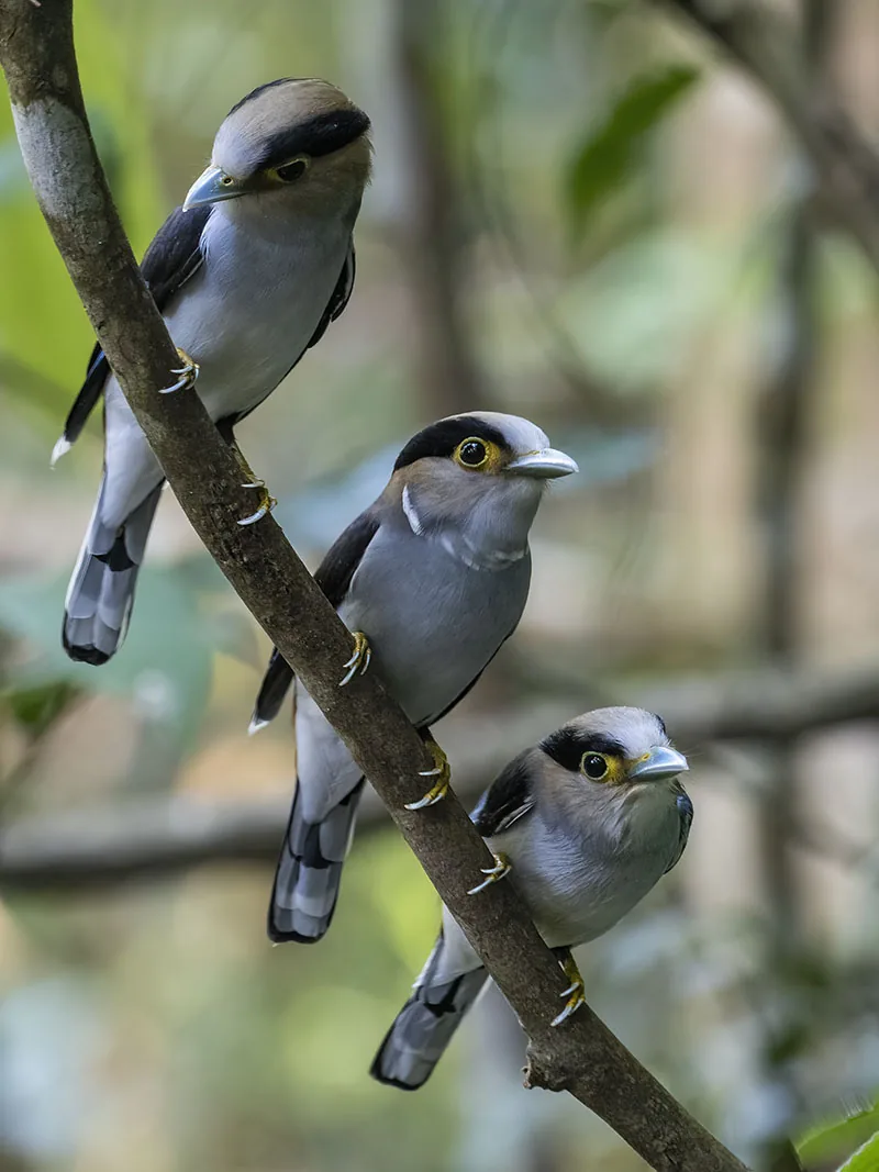 Silver-breasted Broadbill