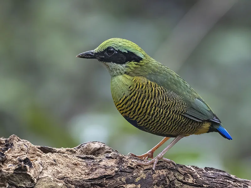 Bar-bellied Pitta