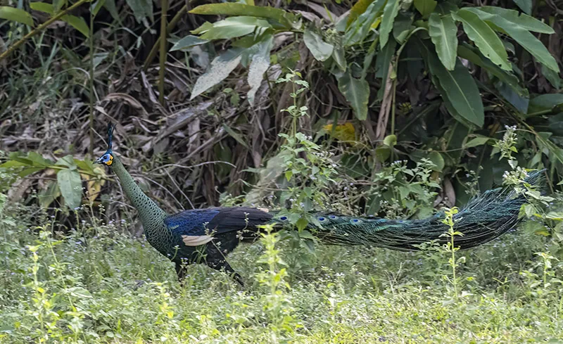 Green Peafowl