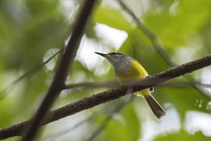 Mountain Tailorbird
