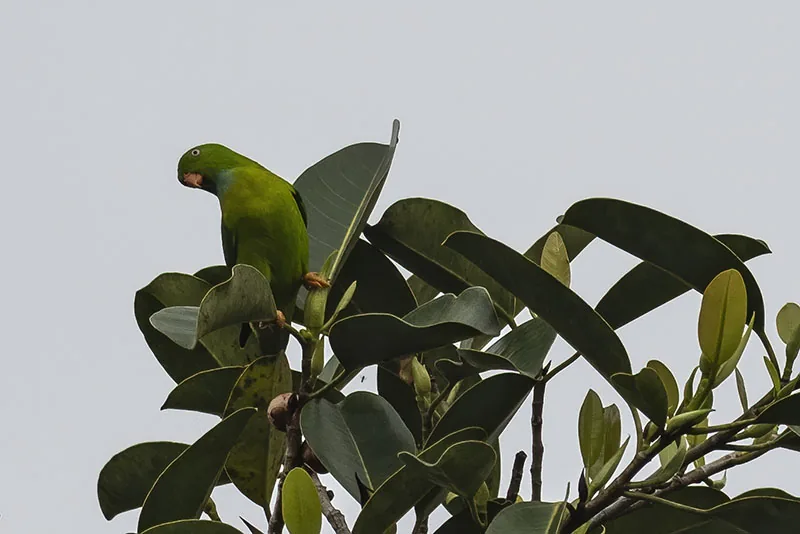Vernal Hanging-Parrot