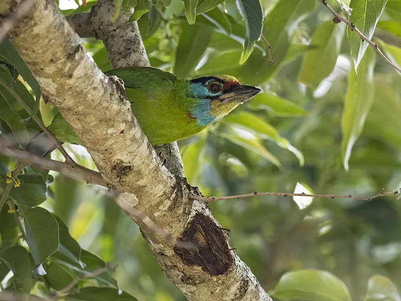 Indochinese Barbet