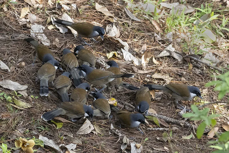White-cheeked Laughingthrush