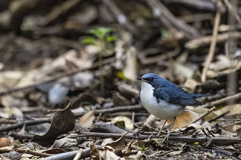 Siberian Blue Robin