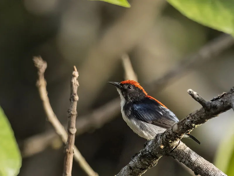 Scarlet-backed Flowerpecker