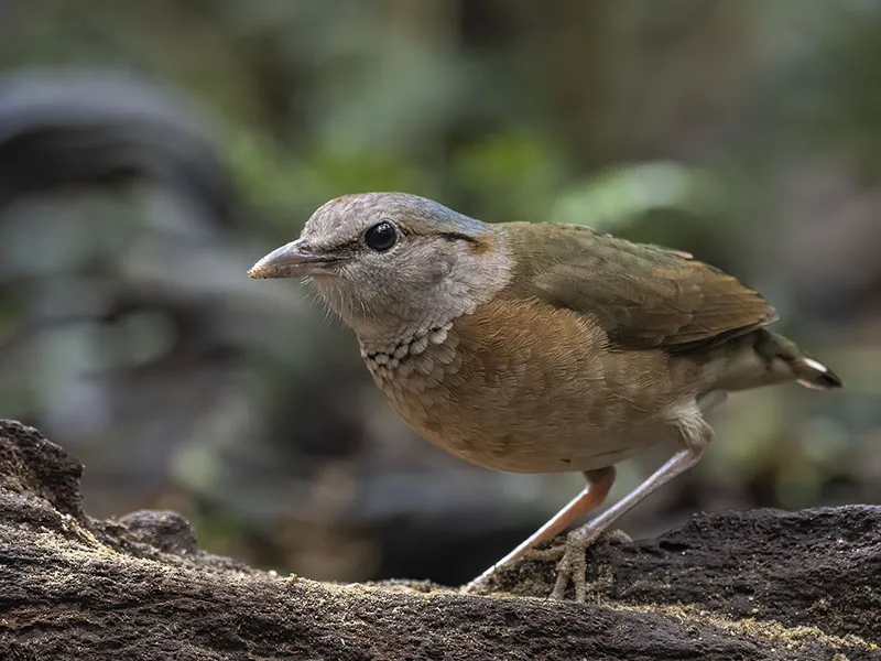 Blue-rumped Pitta