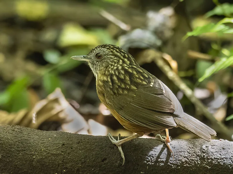 Streaked Wren-Babbler