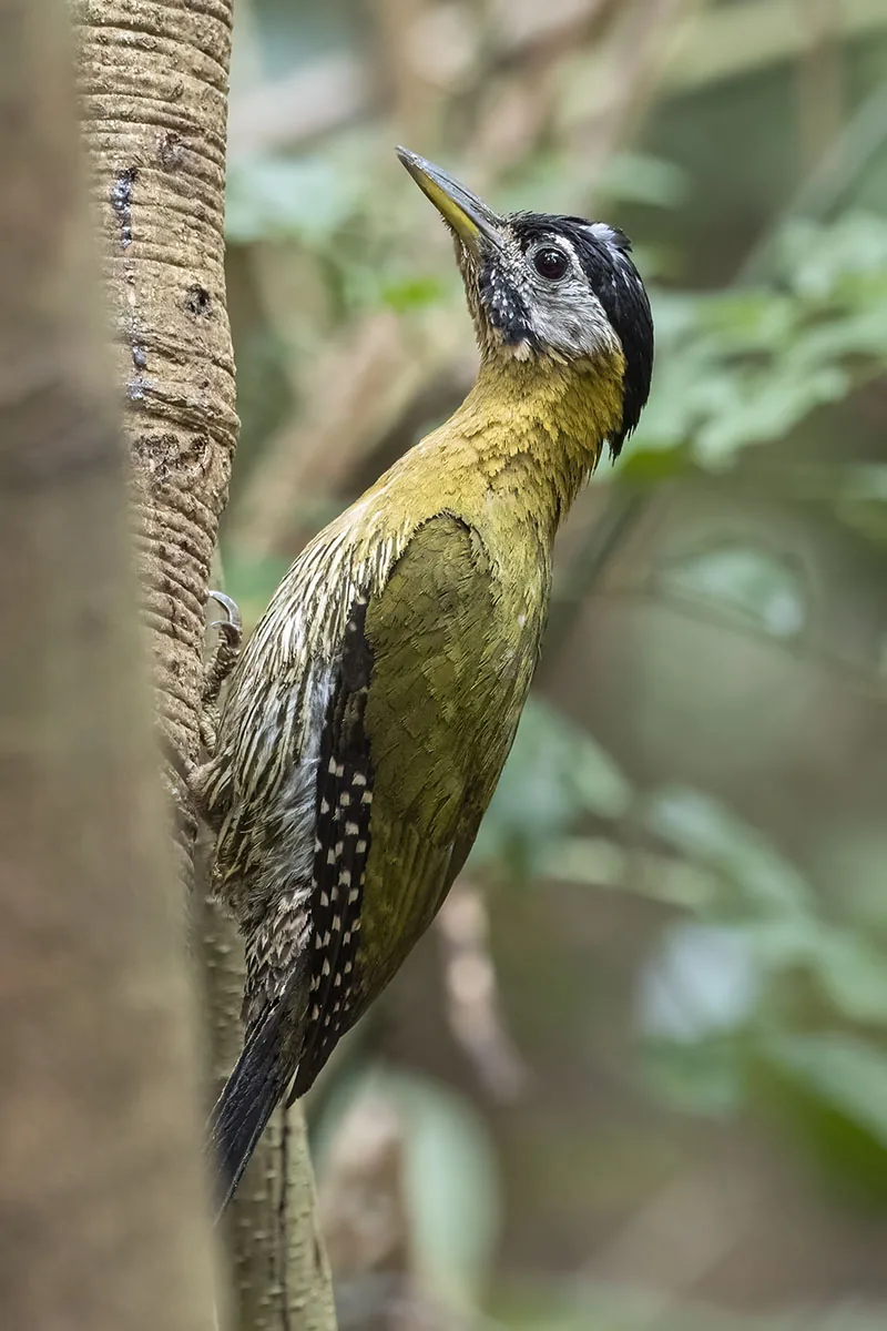 Laced Woodpecker