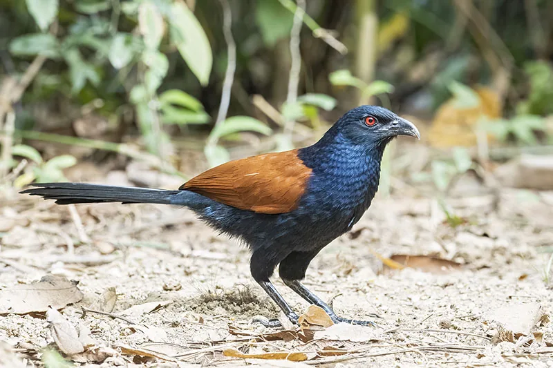 Greater Coucal
