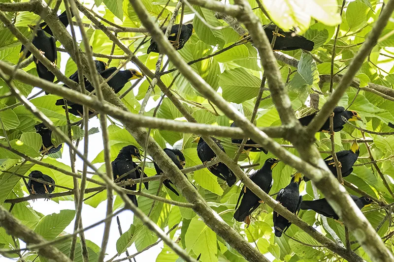 Golden-crested Myna
