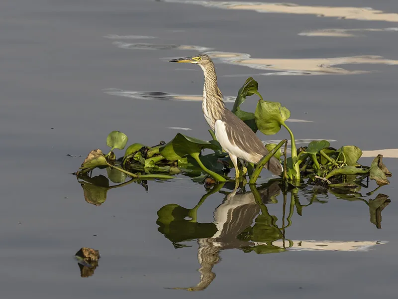 Chinese Pond-Heron