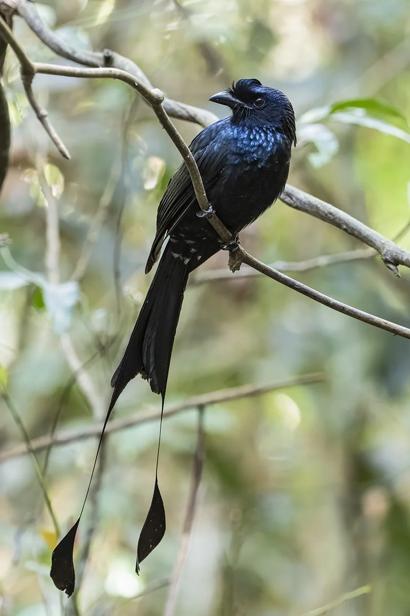 Greater Racket-tailed Drongo