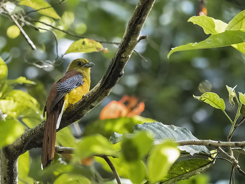 Orange-breasted Trogon