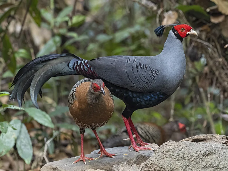 Siamese Fireback