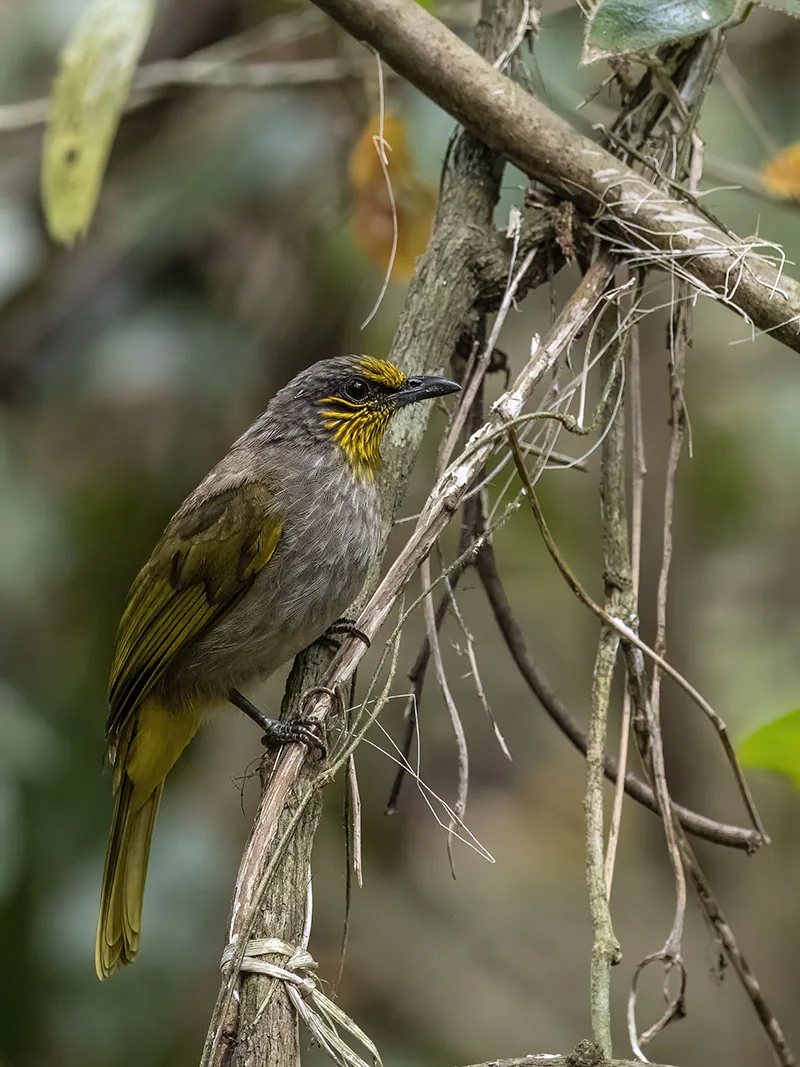 Stripe-throated Bulbul