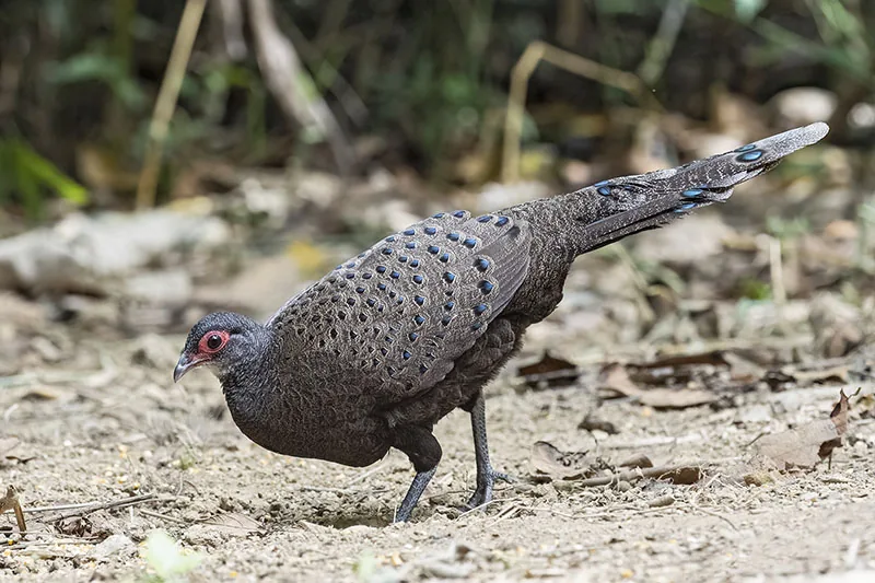 Germain’s Peacock-Pheasant