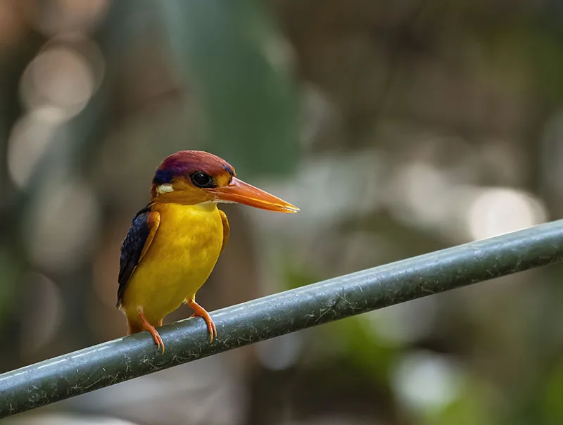 Black-backed Dwarf-Kingfisher
