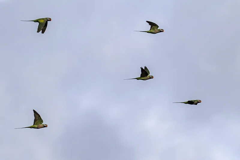 Red-breasted Parakeet
