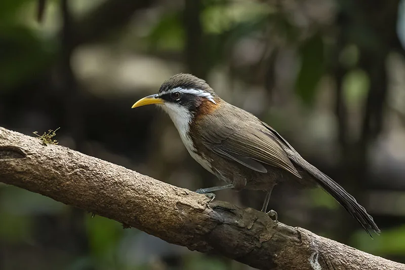 White-browed Scimitar-Babbler