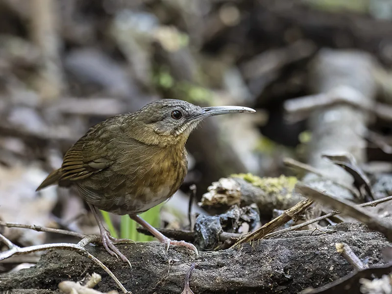 Short-billed Scimitar-Babbler