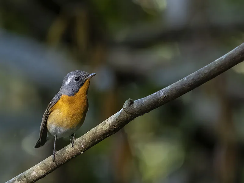 Mugimaki Flycatcher
