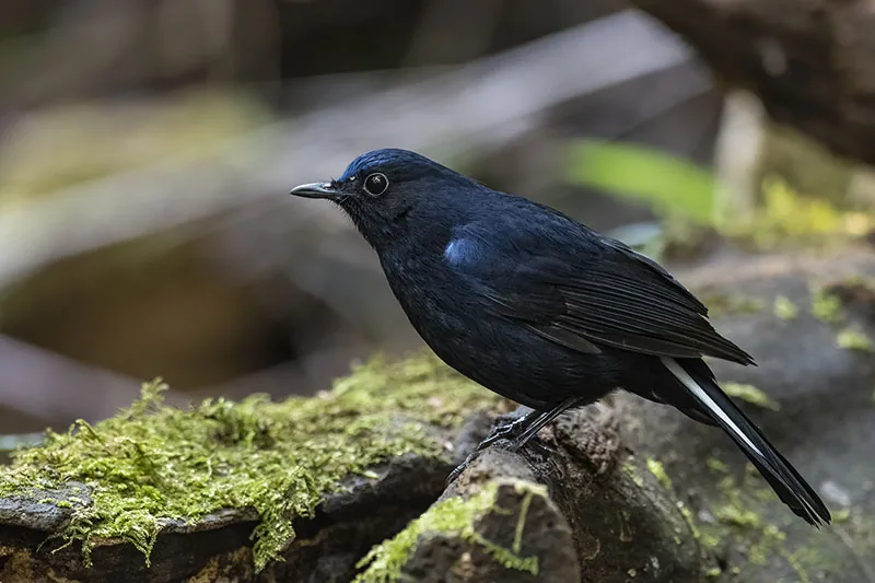 White-tailed Robin
