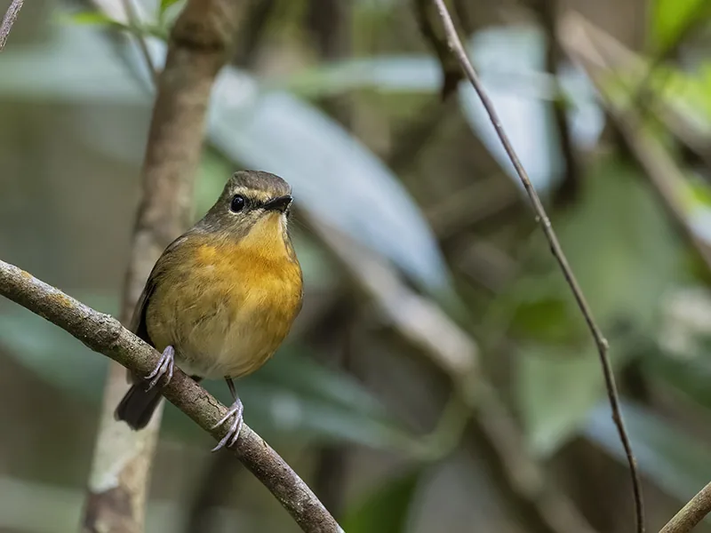Snowy-browed Flycatcher