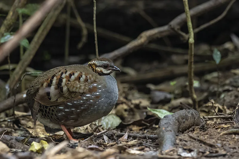 Rufous-throated Partridge