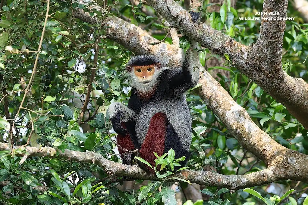 Red-shanked Douc