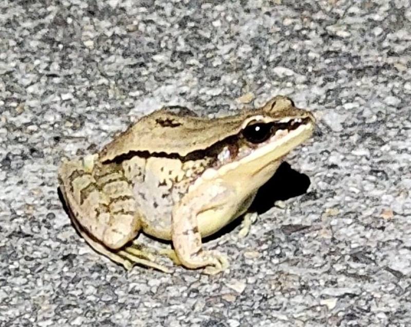 Amolops chunganensis