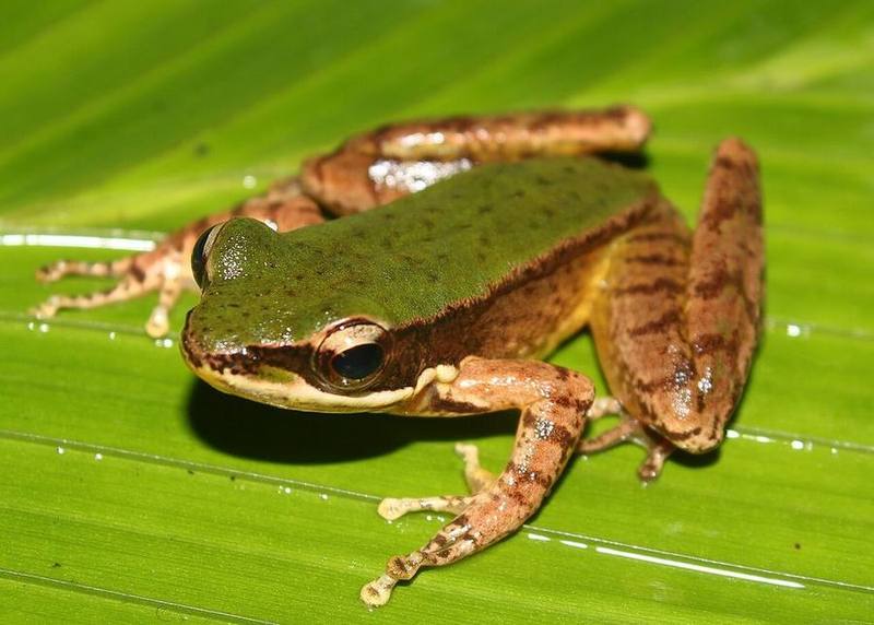 Amolops compotrix