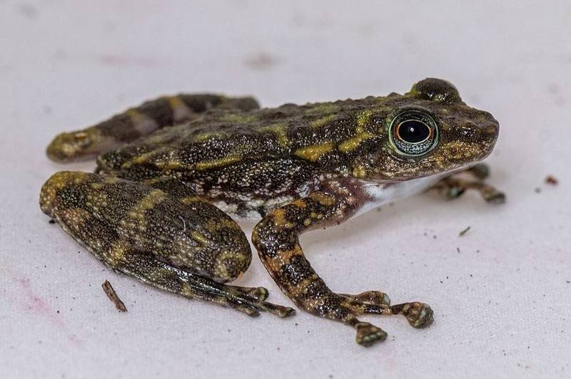 Amolops cremnobatus