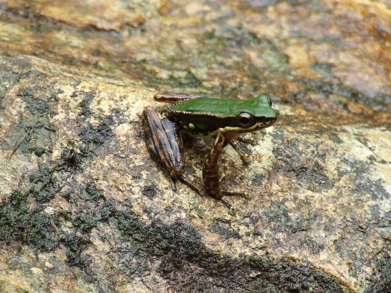 Amolops daorum