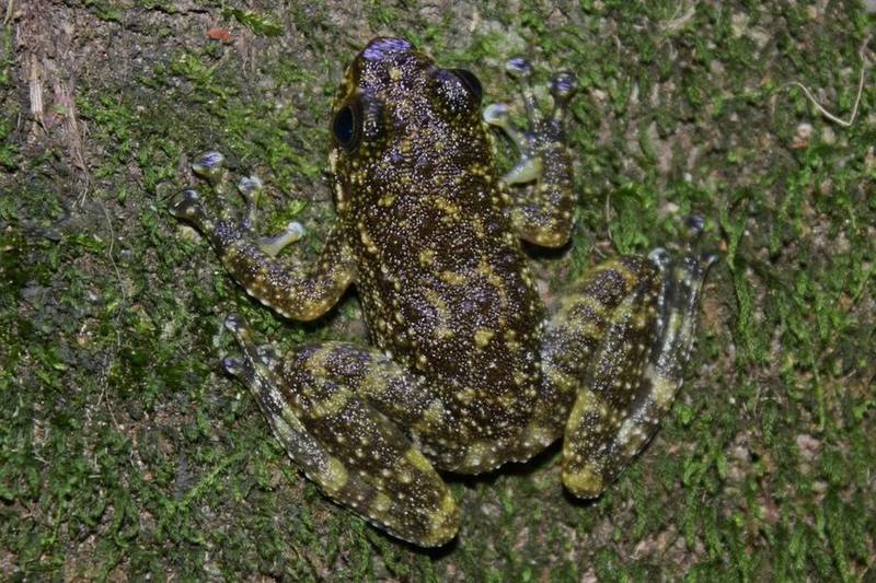 Amolops ricketti