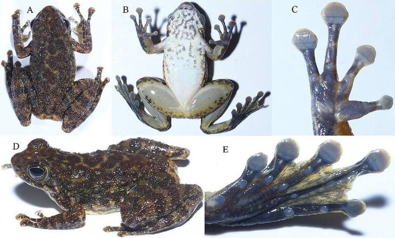 Hekou Torrent Frog