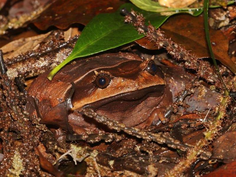 Brachytarsophrys feae