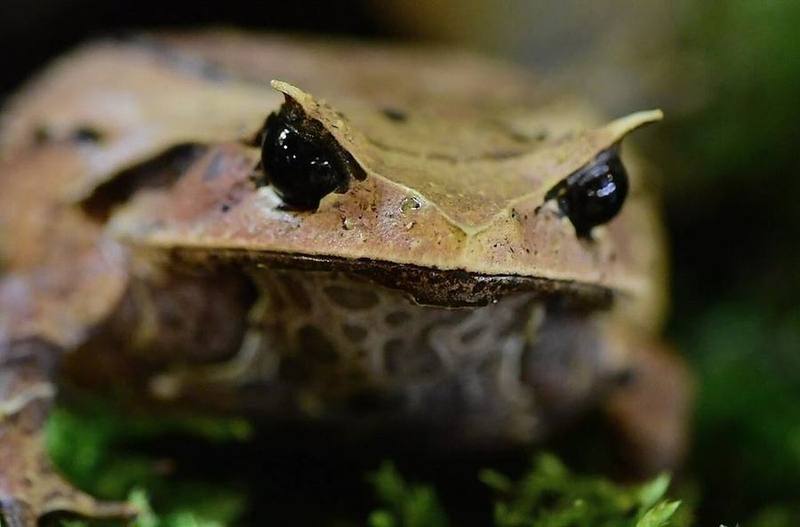 Brachytarsophrys intermedia