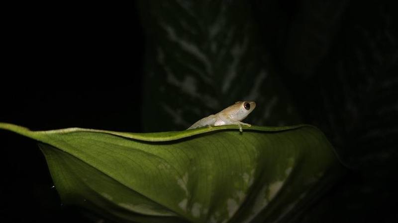 Doria's Asian Tree Frog