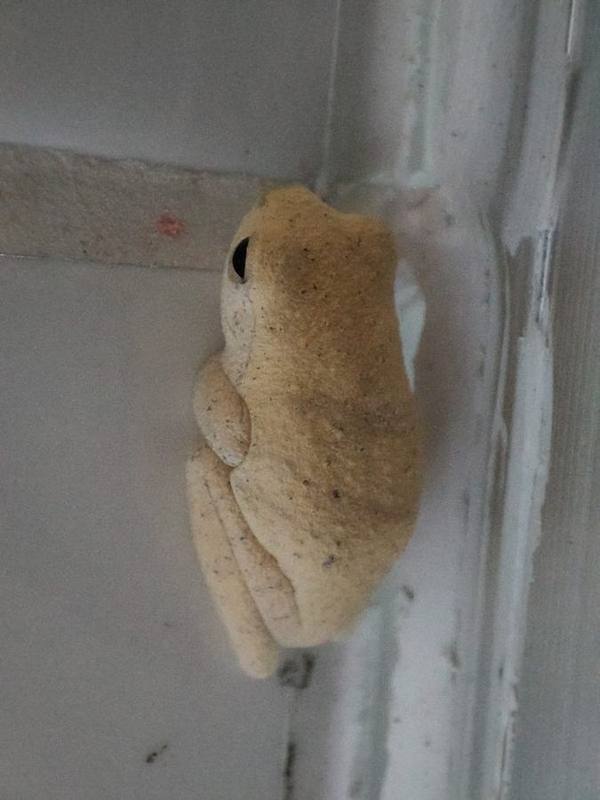Nongkhor Asian Tree Frog