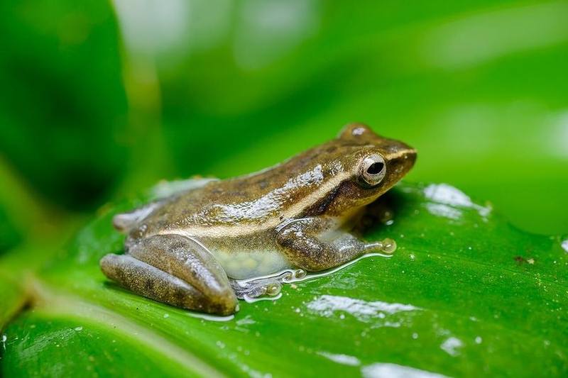Rohanixalus Vittatus