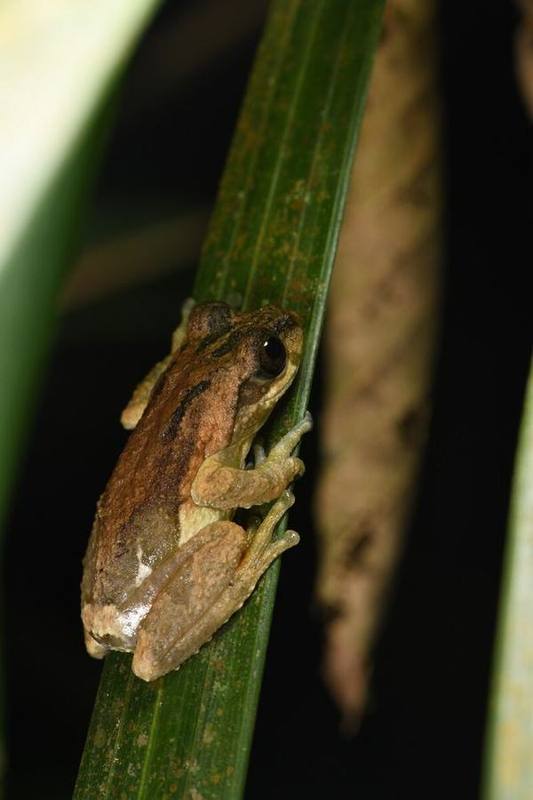 Feihyla palpebralis
