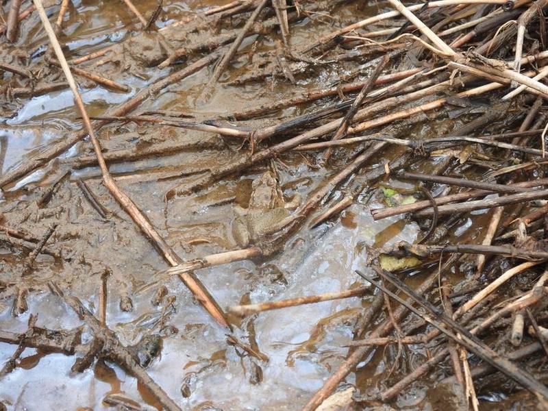 Paddy Field Frog