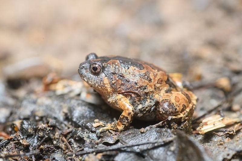 Burmese Squat Frog