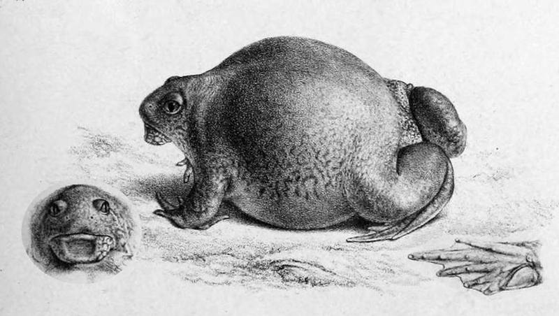 Glyphoglossus molossus