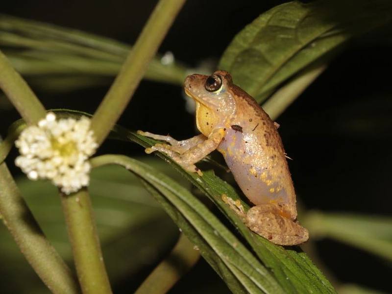 Orixalus Carinensis