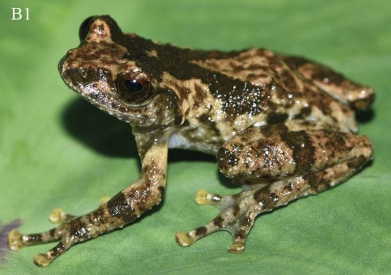 Jinxiu Bubble-nest Frog