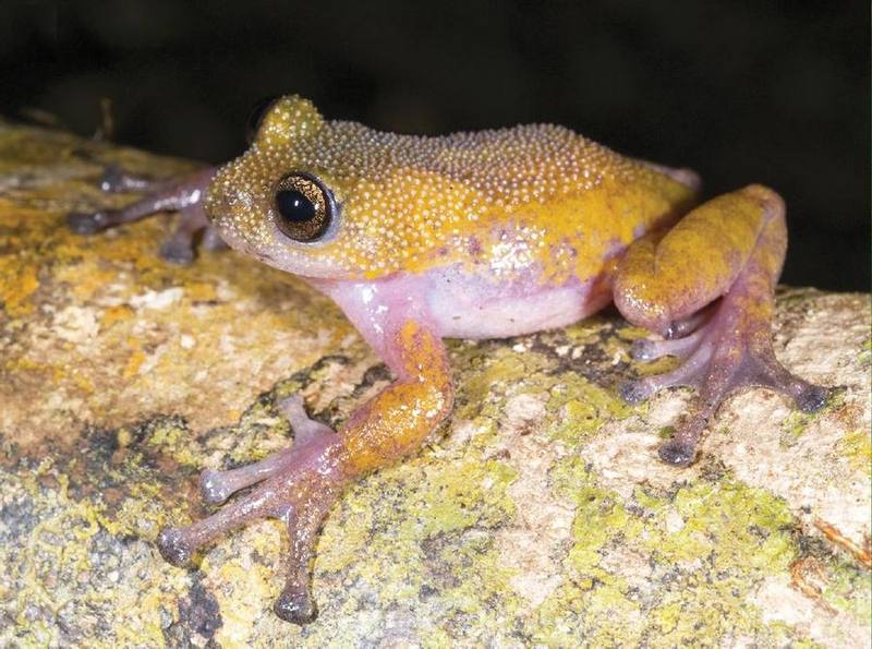 Thorny Tree Frog